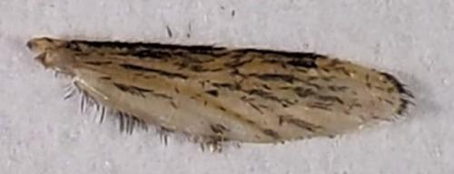 Mansonia sp.